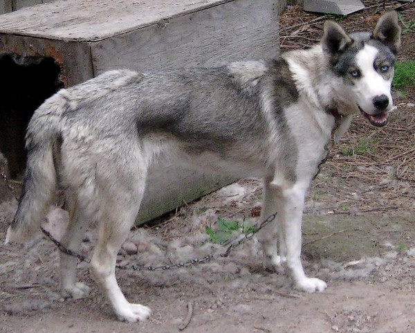 Zeke